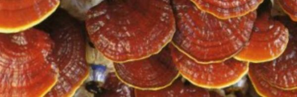 Hongo reishi