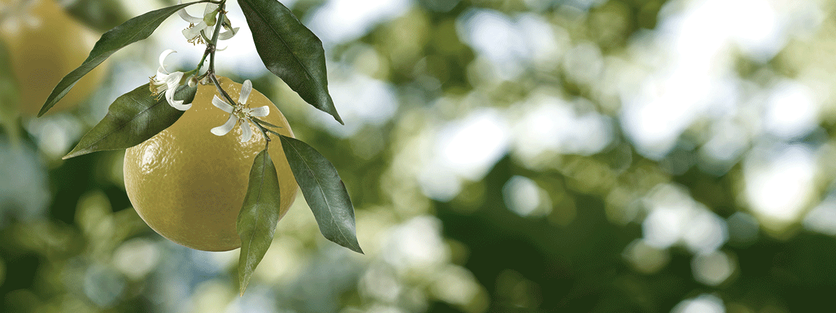 La flor de azahar: símbolo mediterráneo Arla