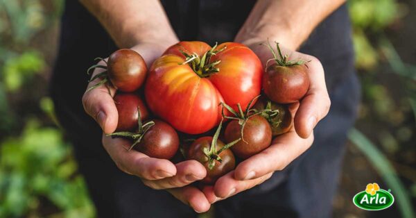 Tomates