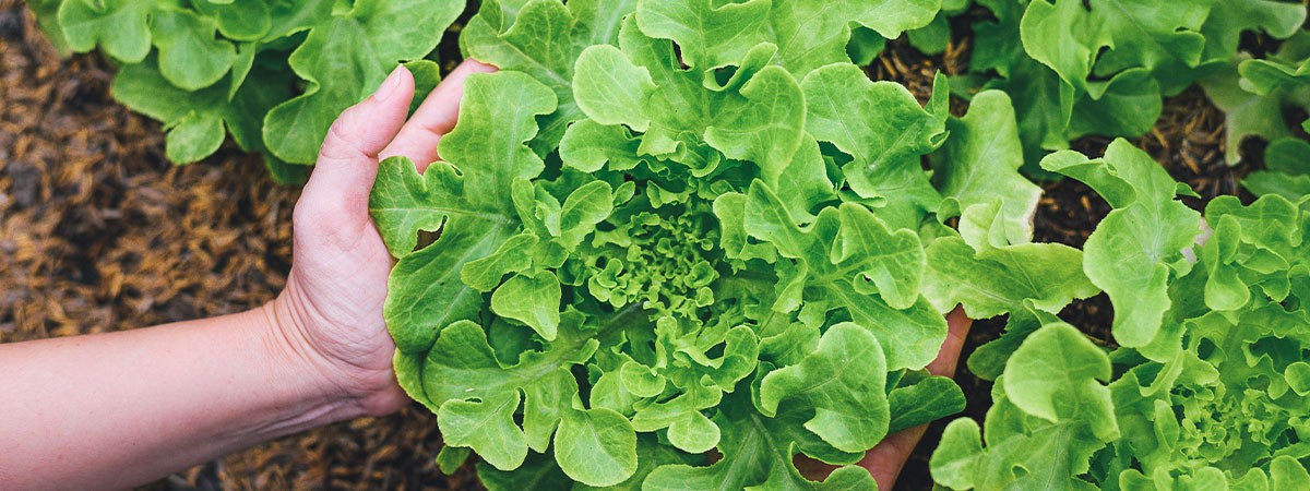 Lechuga para ensalada