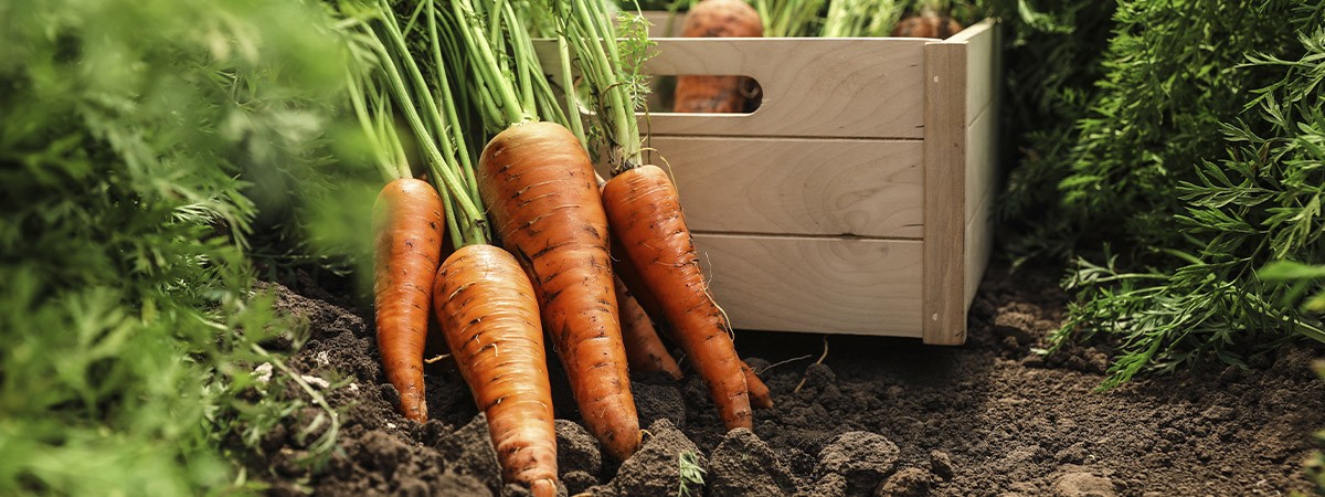 zanahorias